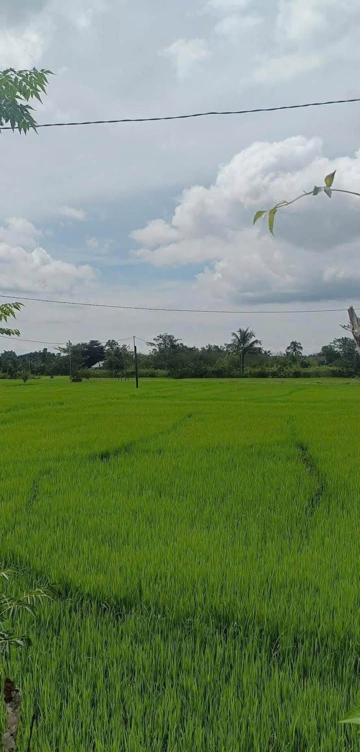 Đất ruộng 5300m² Phú Điền, Tân Phú, Đồng Nai - Giá chỉ 648 triệu, thương lượng ngay!