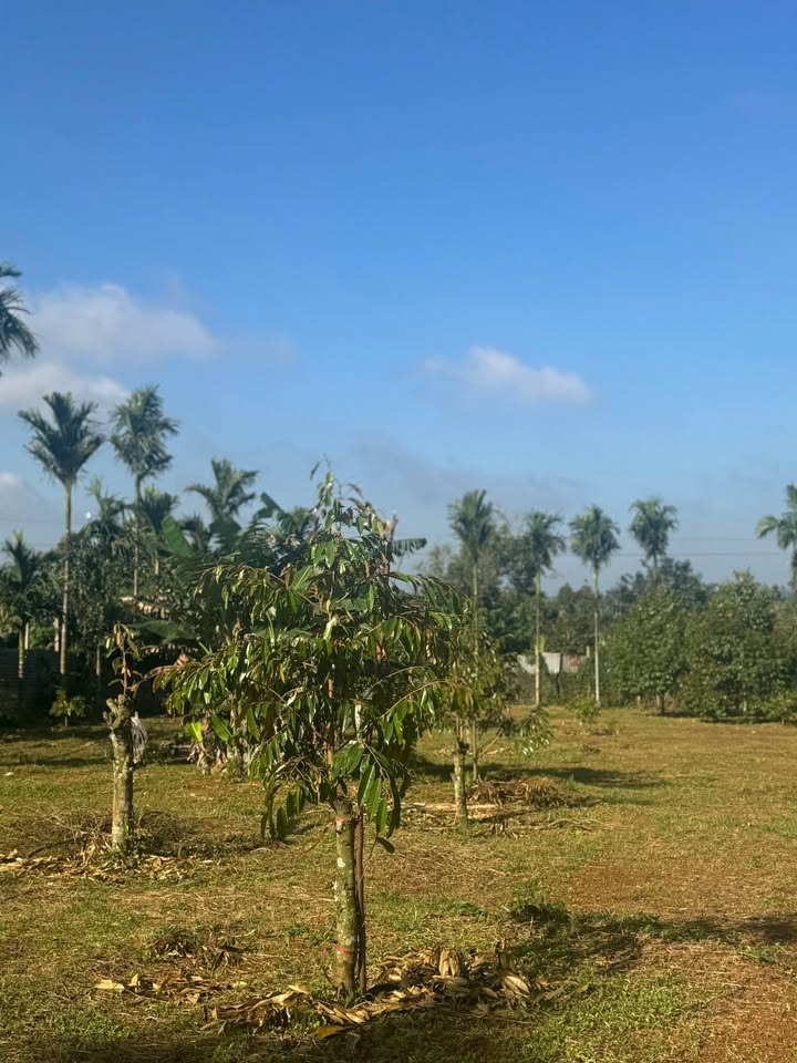 Đất nền mặt tiền Trịnh Hoài Đức, Buôn Hồ 2800m² giá 4.25 tỷ - Cơ hội đầu tư vàng!