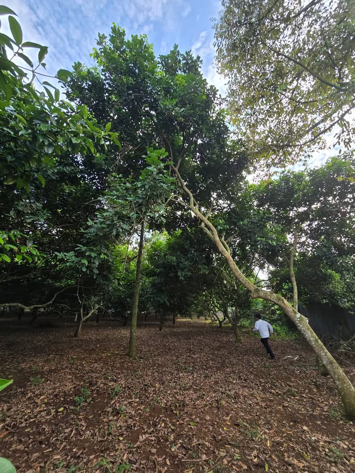 Đất nền khu dân cư Bình Lộc - Long Khánh 100m² giá chỉ 800 triệu - Đầu tư sinh lời ngay!