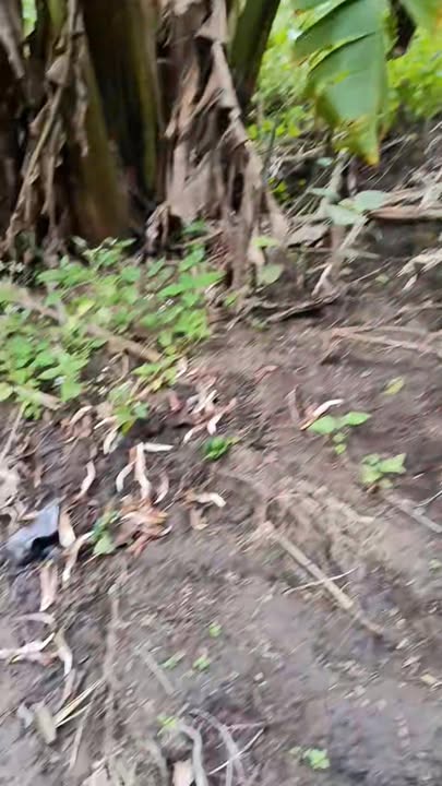 Đất nông nghiệp 4ha tại Thôn 4 Chupha, xã Ea H'leo, Đắk Lắk giá 239 triệu - Tiềm năng đầu tư lớn!