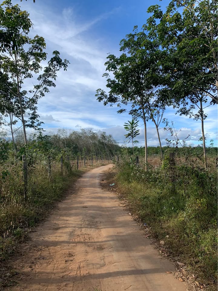 Đất nông nghiệp Tổ 1 phường Ngô Mây 550m² giá 100 triệu - Đầu tư lâu dài!