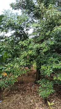 Đất nền đẹp tại xã Bình Phú, Cai Lậy - 1473m² chỉ 1.33 tỷ - Nhanh tay sở hữu!