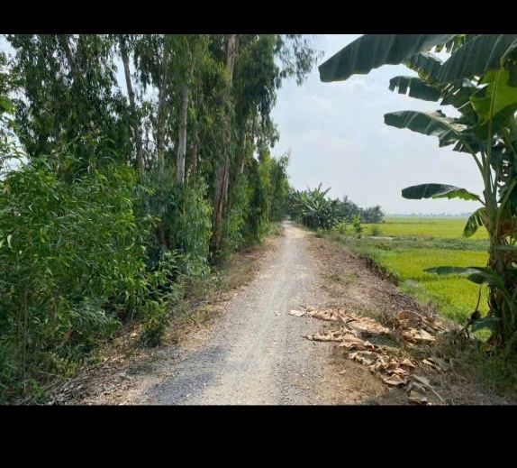 Đất nền Nhị Mỹ 1100m² giá 370 triệu - Tiềm năng đầu tư lớn!