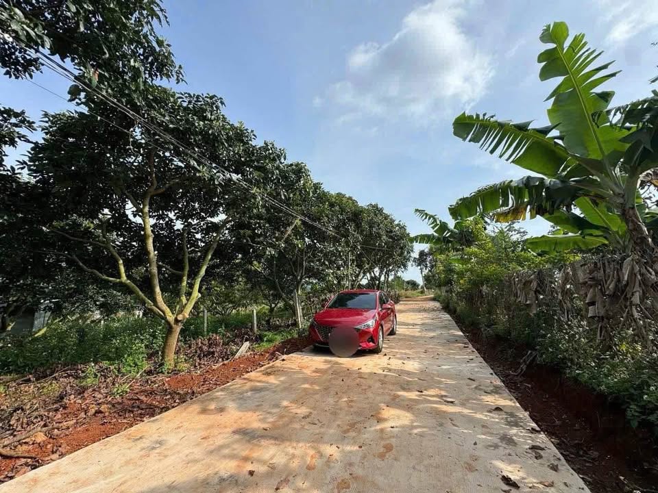 Lô đất Nam Ban 600m² giá 1.35 tỷ - Vườn bơ cho thu hoạch ngay!