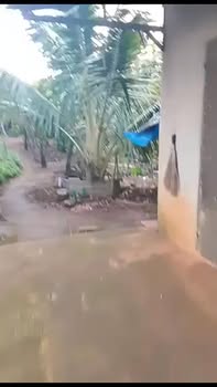 Farm đất Cư Klông 3800m² giá 2.5 tỷ - Gần chợ, sẵn nhà và cây trồng