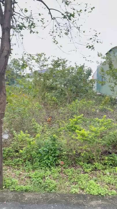 Đất nền Cẩm Bình, Cẩm Xuyên 300m² giá chỉ 800 triệu - Đầu tư sinh lời ngay!