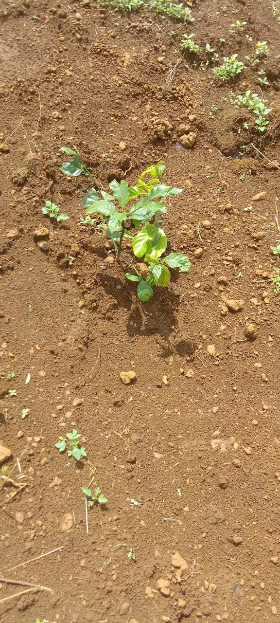 Đất hẻm Nguyễn Thái Bình, Lộc Phát 700m² giá 900 triệu - Đầu tư sinh lời ngay!