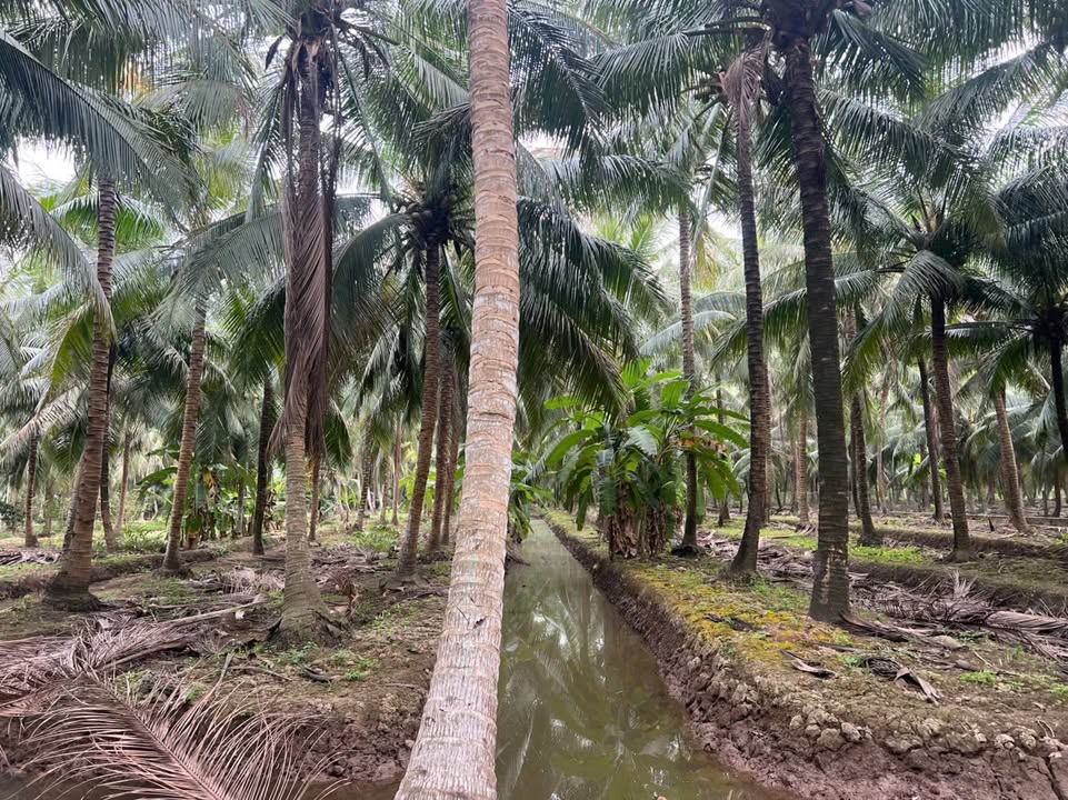 Đất vườn dừa 5,7 công tại Vang Quới Đông, Bình Đại giá chỉ 1.368 tỷ - Đầu tư sinh lời ngay!