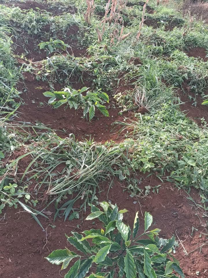 Đất thổ cư 1800m² tại Tân Thượng, Di Linh - Giá chỉ 2.05 tỷ, đầu tư sinh lời!