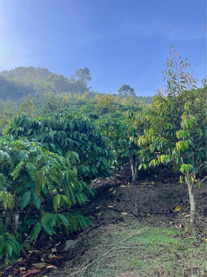 Đất nền Hòa Bắc Di Linh 10.000m² giá 2.6 tỷ - Sổ đỏ chính chủ, đầu tư tiềm năng!