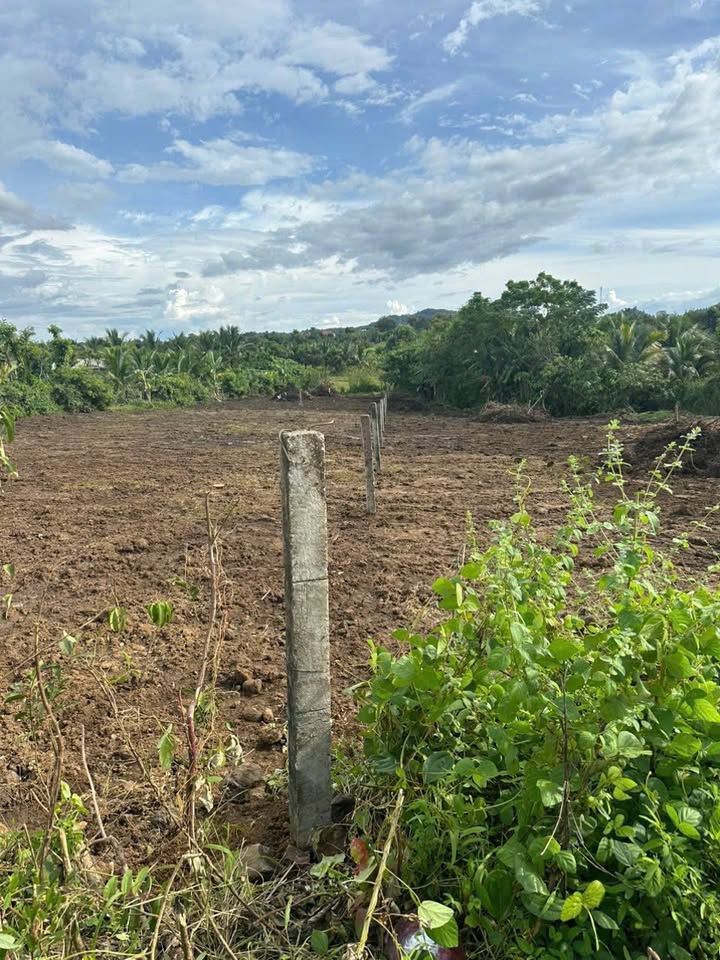 Đất nền 2.5 Sào Cư Êbur - Giá chỉ 1.09 tỷ - Cơ hội đầu tư tuyệt vời!