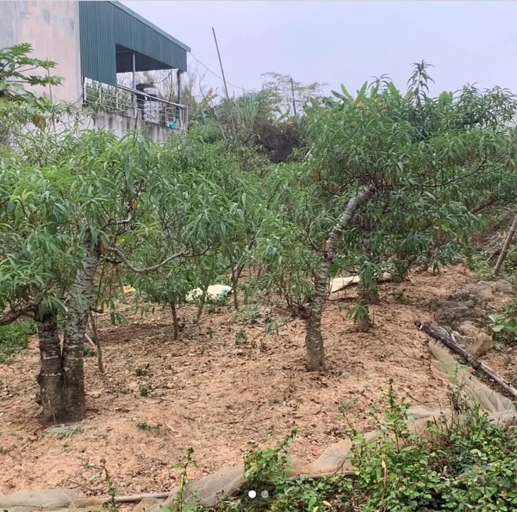 Đất thổ cư Nông Tiến 145m² giá 980 triệu - Đường ô tô vào tận nơi!