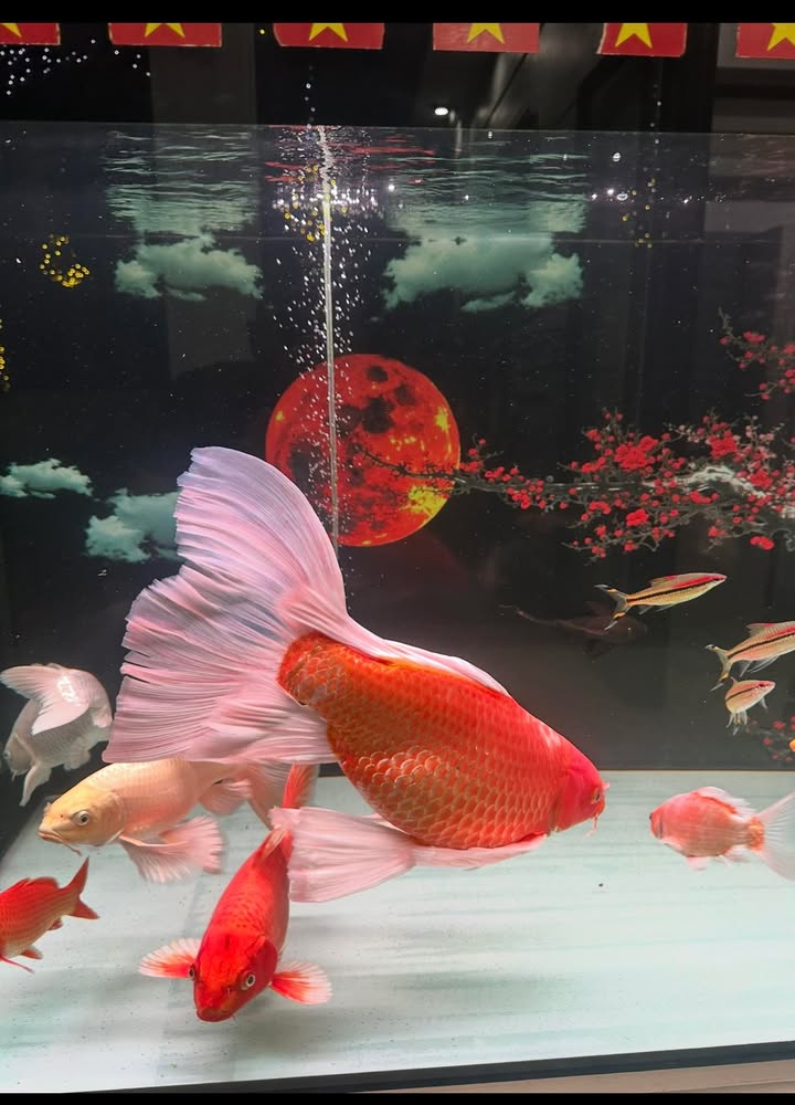 Nhà đẹp 65m² đường Thân Nhân Tín, Bắc Giang - Ô tô đỗ cửa, giá 3 tỷ