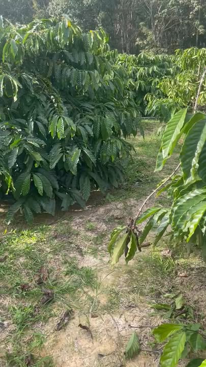 Đất Nâm Nung 7ha giá 1.1 tỷ - Tiềm năng đầu tư vượt trội!