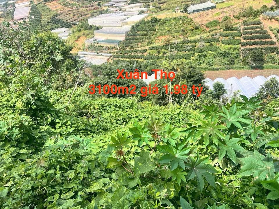 Đất nông nghiệp Xuân Thọ, Đà Lạt 3100m² giá 1.98 tỷ - Tiềm năng tăng giá mạnh!