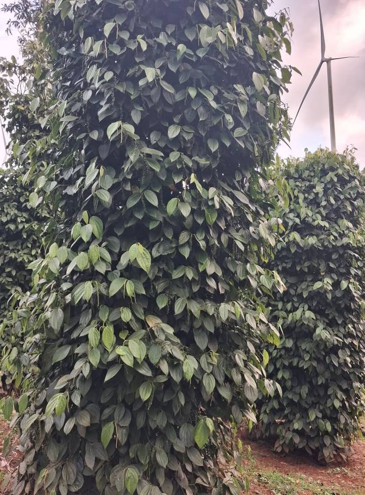 Đất nền 28000m² Đắk Song giá 7.2 tỷ - Cơ hội đầu tư tuyệt vời!