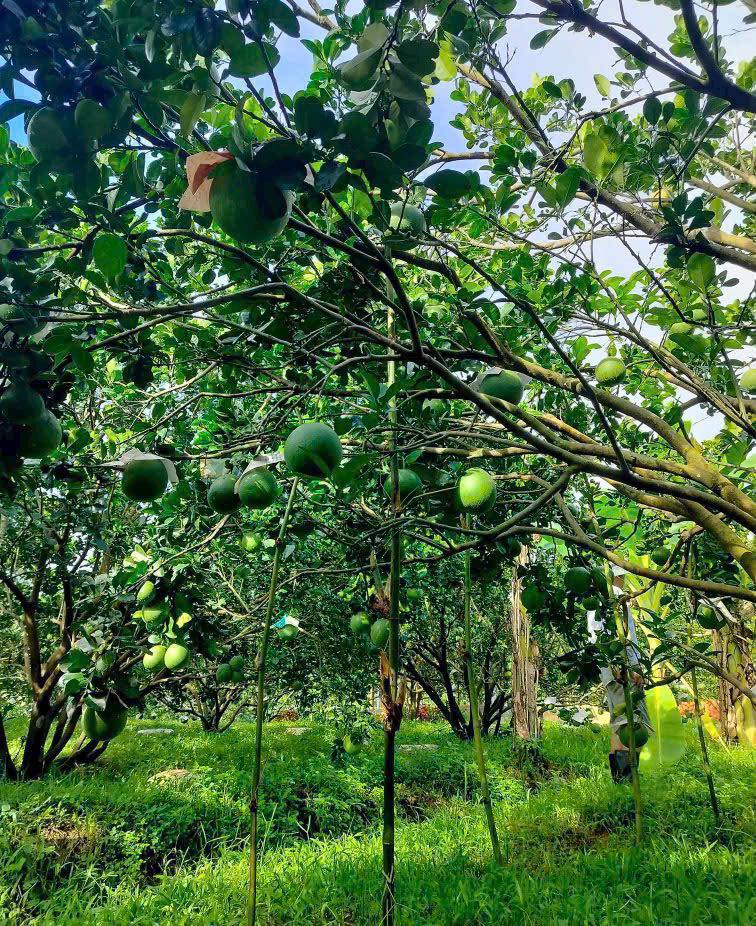 🌱 Chỉ hơn 250 triệu – Sở ngay vườn bưởi, tặng kèm lô đất thổ cư