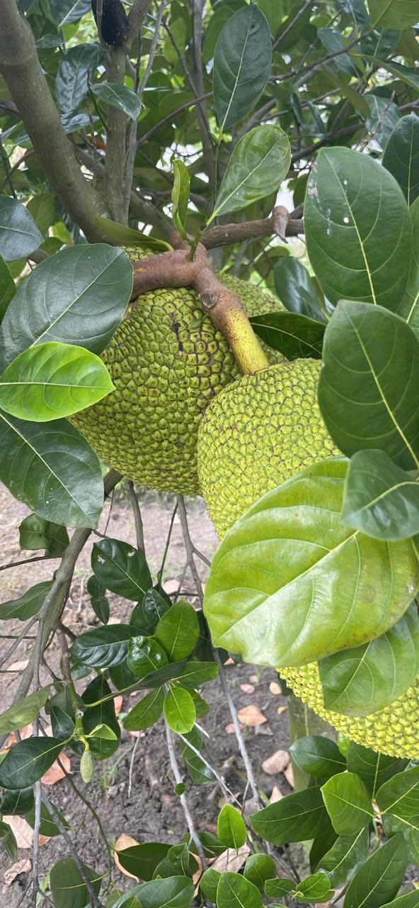 Đất nền 3200m² Bảo Vinh - Gần trung tâm Long Khánh - Tiềm năng đầu tư vượt trội!