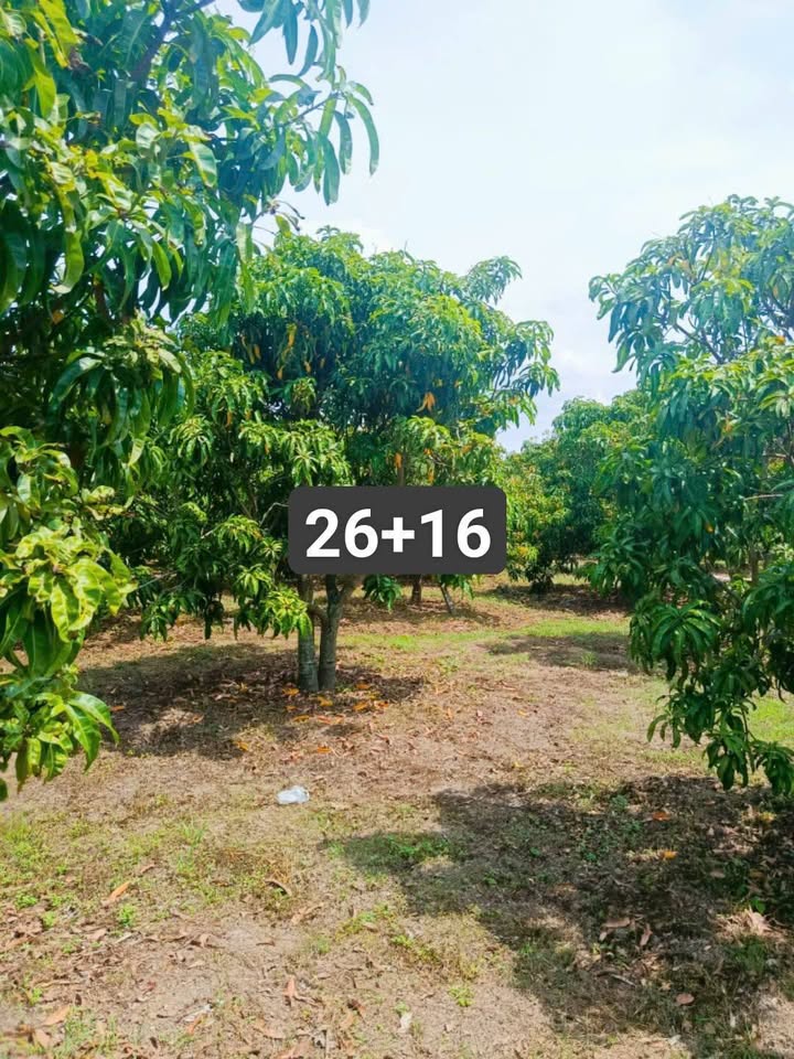 Đất vườn xoài Cam Phước Tây 4100m² giá 82 tỷ - Cơ hội đầu tư hấp dẫn!