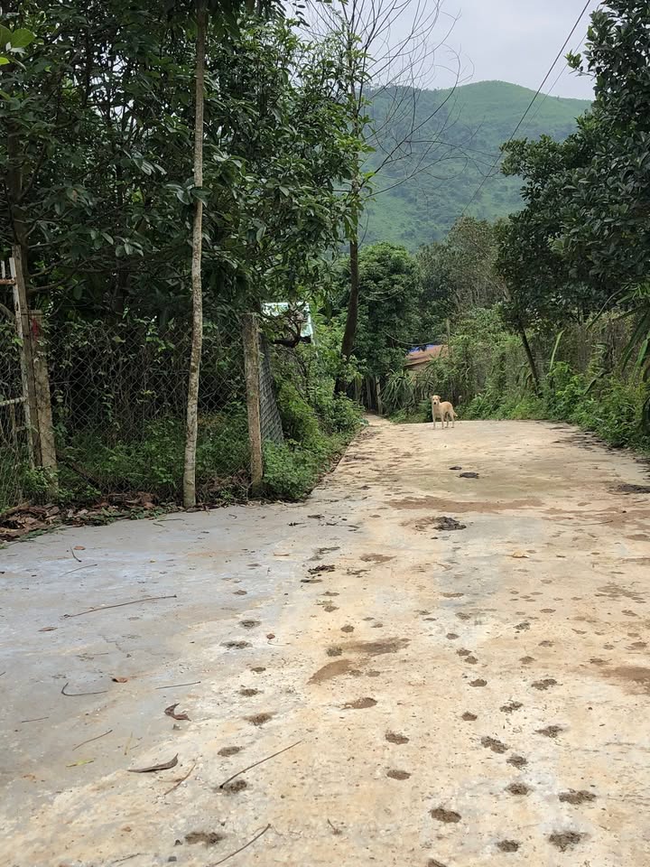 Nhà vườn 2 mặt kiệt Đà Nẵng 1000m² giá 1.1 tỷ - Không quy hoạch giải tỏa!