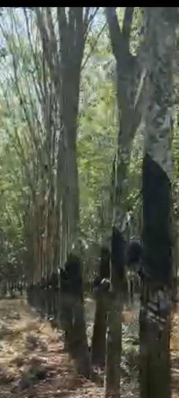 Đất nền Tân Long, Phú Giáo 2ha giá 7 tỷ - Pháp lý rõ ràng, đầu tư sinh lời!