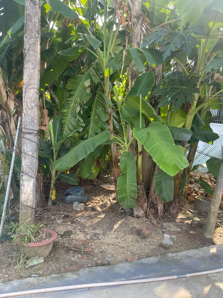 Đất thổ cư 170m² tại Mỹ Hạnh, Đức Hòa giá 1.85 tỷ - Sổ hồng riêng, gần chợ và trường học!