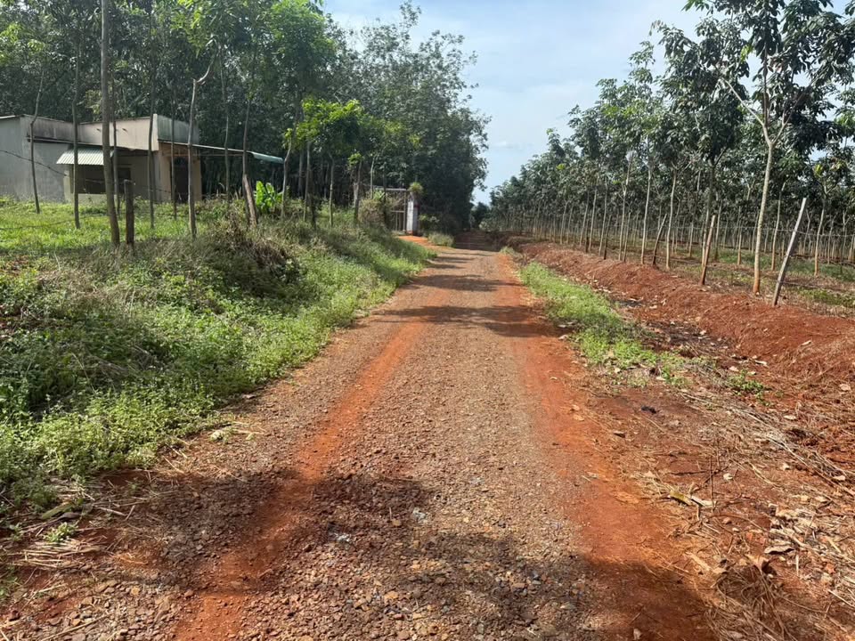 Đất nền Tân Lợi Hớn Quản 21,000m² giá 3 tỷ - Đầu tư sinh lời ngay!