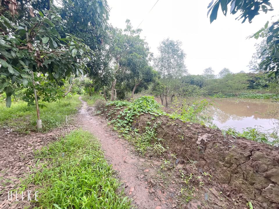 Đất nền An Bình, Long Hồ, Vĩnh Long 10.000m² - Tiềm năng đầu tư du lịch sinh thái!