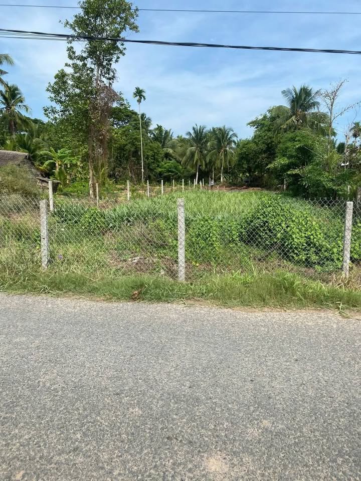 Đất nền mặt tiền lộ nhựa 4m Bình Phú 956m² giá 900 triệu - Đất cao ráo, xây biệt thự lý tưởng!