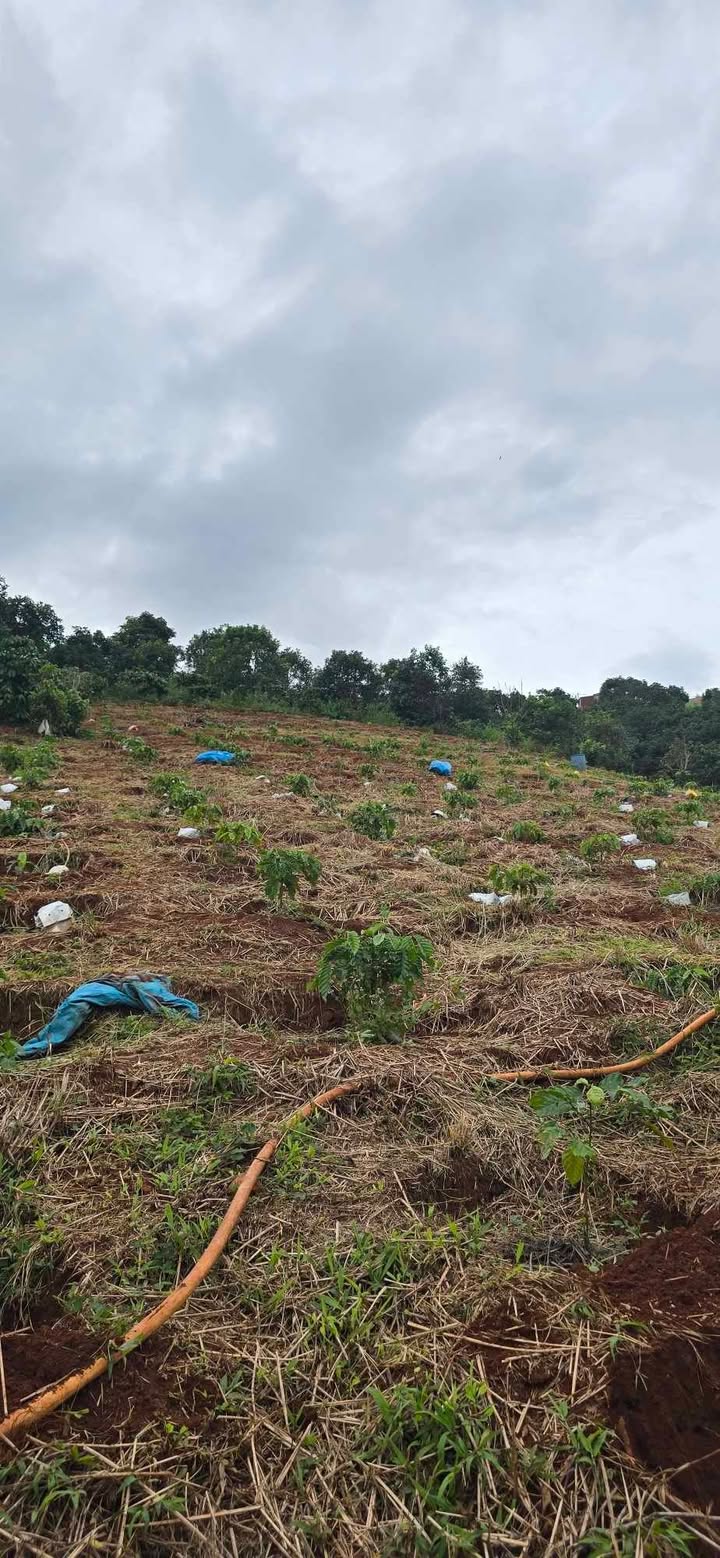 Bán đất Farm Mê Linh – Lâm Hà 6.500m² giá 3.5 tỷ - Đầu tư sinh lời bền vững!