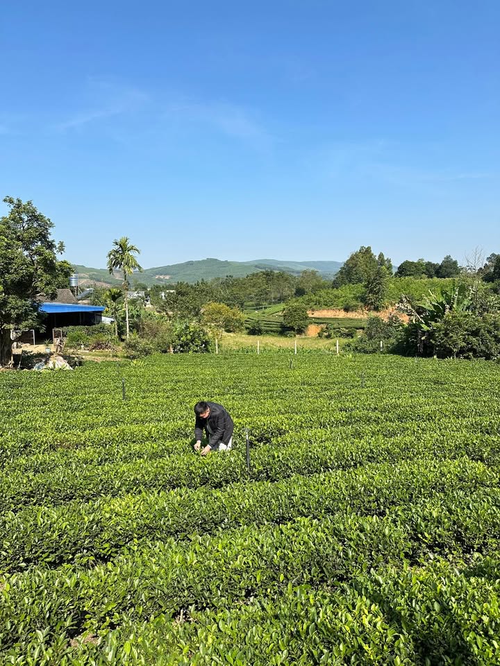 Đất nền Phục Linh 200m² giá thỏa thuận - Mặt tiền 6,5m, gần trường học!