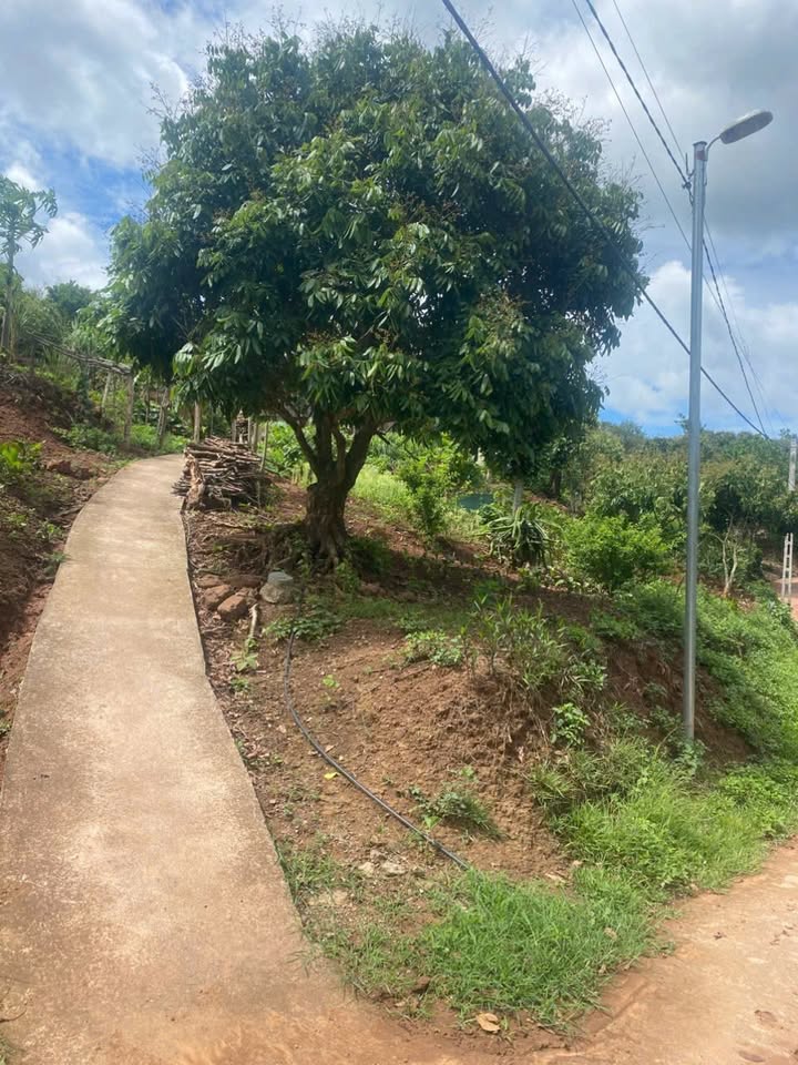 Đất nền nghỉ dưỡng Mộc Châu 1478m² - Cơ hội đầu tư không thể bỏ lỡ!