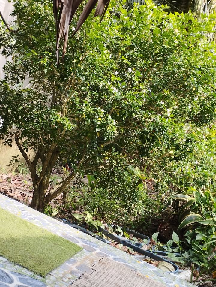 Đất mặt tiền huyện lộ 42, Phú Mỹ, Tân Phước 70.000m² giá chỉ 2.3 tỷ - Cơ hội đầu tư tuyệt vời!