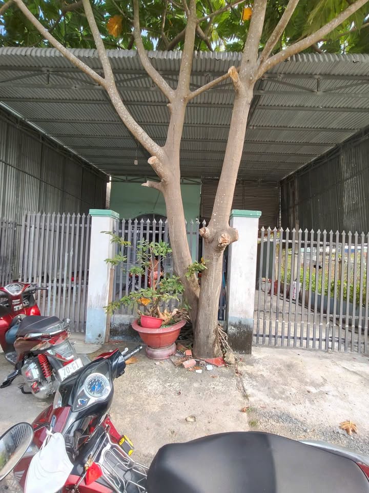 Nhà phố Long Hoa, Hòa Thành 176m² giá 750 triệu - Sẵn sàng vào ở!