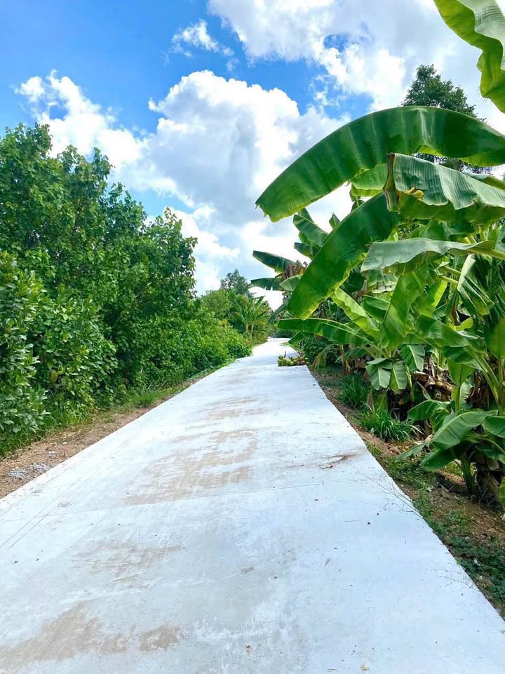 Đất nền xã Quới An, Vĩnh Long 181.7m² giá chỉ 220 triệu - Đường ô tô vào tận nơi!