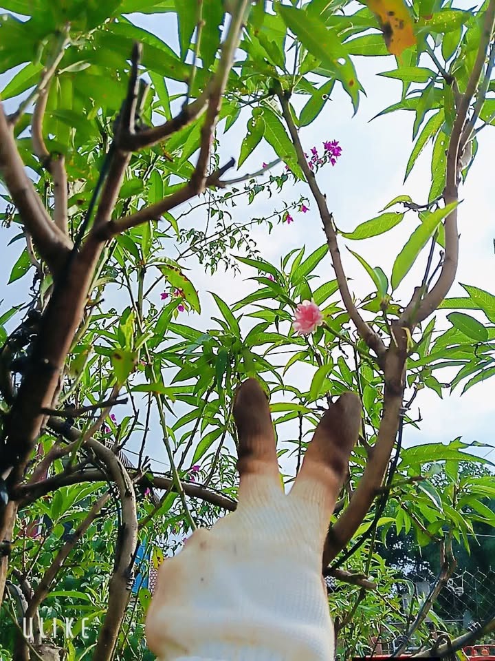 Đất nền mặt tiền đường Âu Cơ, Buôn Hồ, Đắk Lắk 1320m² giá chỉ 300 triệu - Đầu tư tiềm năng!