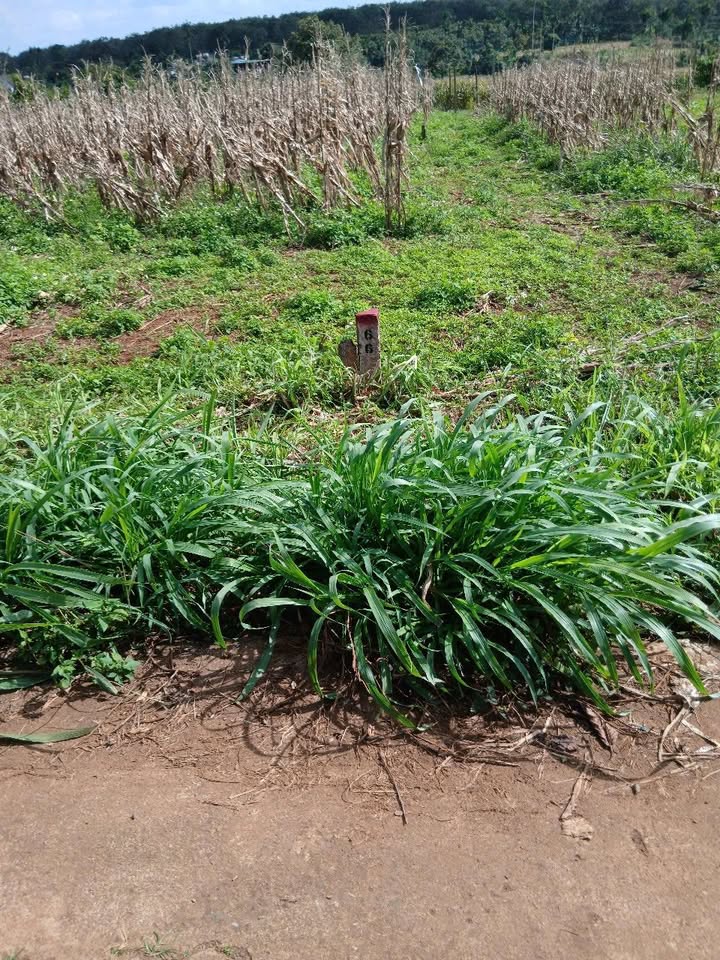 Đất nền Phú Lộc Krông Năng 252m² giá thỏa thuận - Khu dân cư đông đúc!