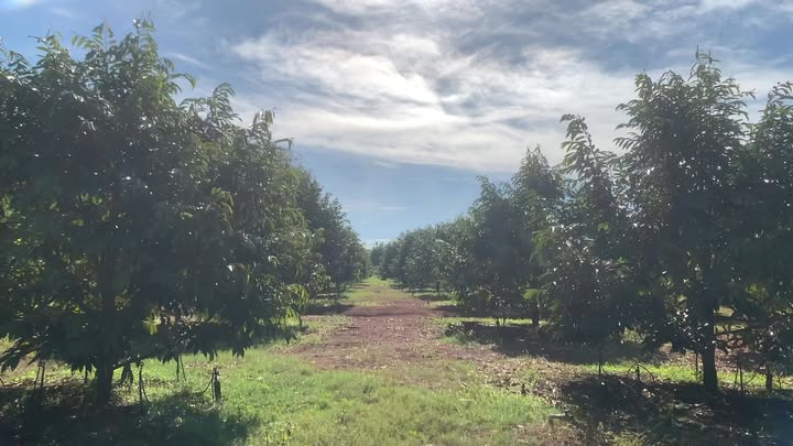 Vườn sầu riêng Phước Bình 4,25ha giá 12,5 tỷ - Sẵn sàng khai thác ngay!