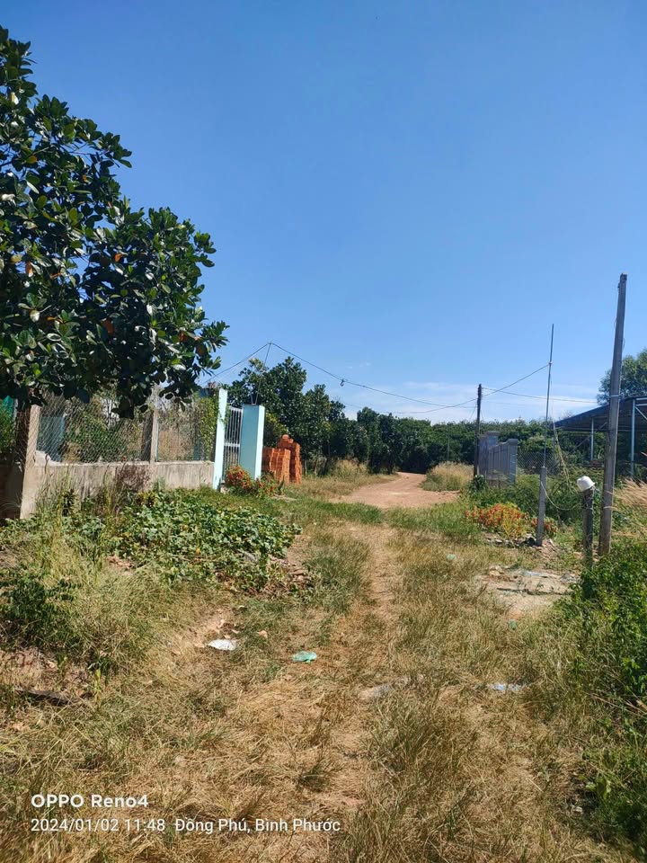 Đất sào Tân Xuân 506m² giá chỉ 3xx - Đối diện nhà chú tâm sầu riêng