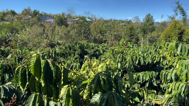 Đất nền xã Ia Nhin, huyện Chư Păh, Gia Lai 400m² - Lô đất vị trí đẹp, giá chỉ 768 triệu!