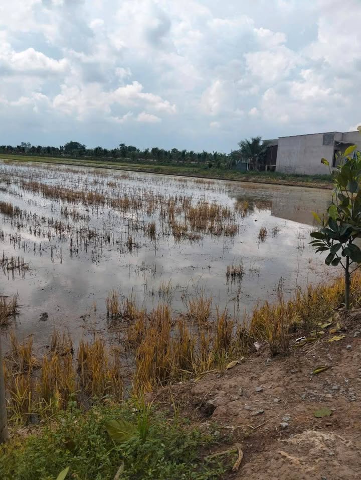 Đất nền 13000m² tại Phường Mỹ Ngãi, Cao Lãnh - Giá 3.95 tỷ, Mặt tiền 36m