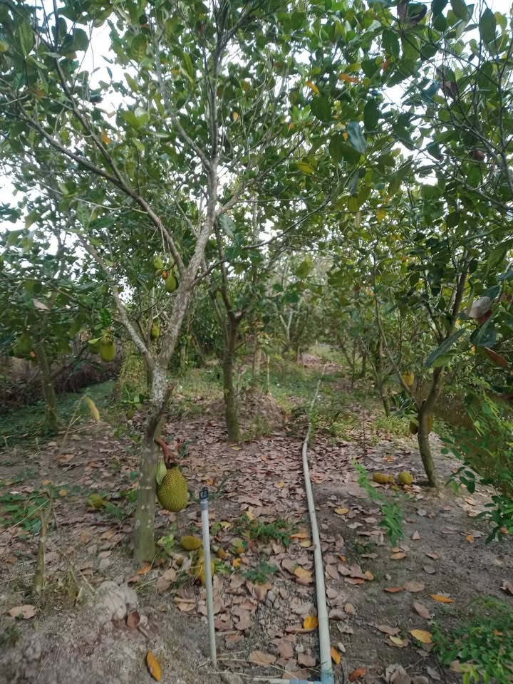 Đất vườn 3 công 3 tại Thanh Mỹ, Tháp Mười - Giá chỉ 1.023 tỷ, mặt tiền 30m sát sông lớn!