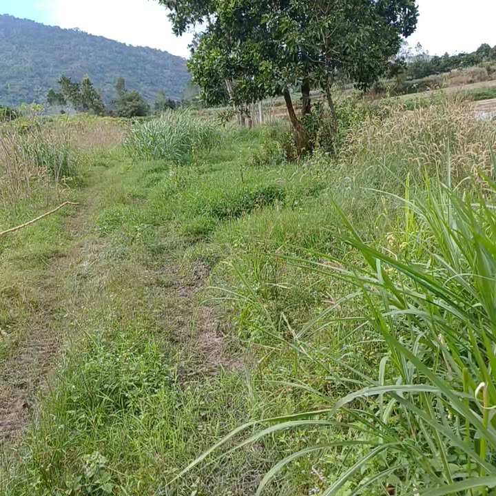 Đất nền Hòa Lễ, Krông Bông 1.4ha - Cà phê sẵn, giá thỏa thuận hấp dẫn!