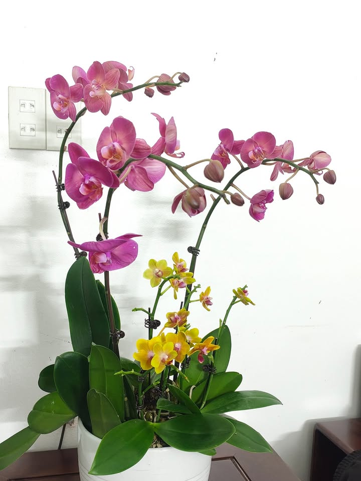 Đất nền Tiền Phong Quảng Yên 100m² giá 500 triệu - Cơ hội đầu tư tuyệt vời!