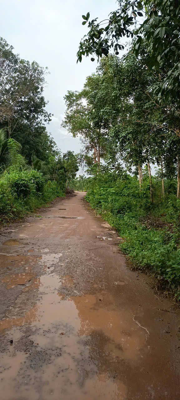 Đất nền An Phú Tân Uyên 1400m² giá thỏa thuận - Sẵn sàng cạo cao su ngay!