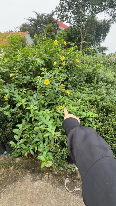 Đất 48m² tại Tích Giang - Phúc Thọ giá 900 triệu - Đón đầu tiềm năng phát triển!