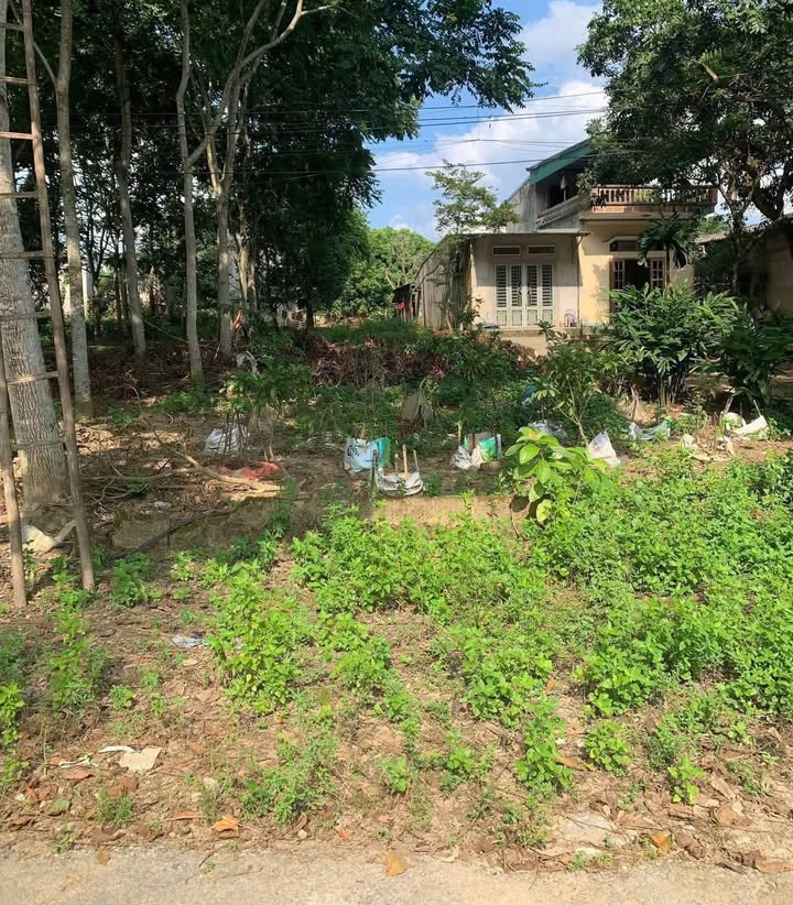 Đất thổ cư TDP 3, phường Nông Tiến, Tuyên Quang 448m² - Giá 1.4 tỷ có thương lượng!