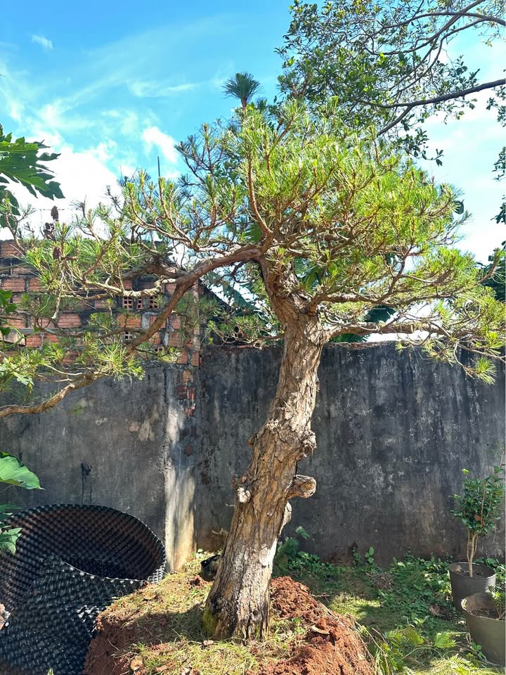 Đất vườn 800m² tại Hẻm Nguyễn Tuân, An Phú, Pleiku - Giá chỉ 1 tỷ VND!