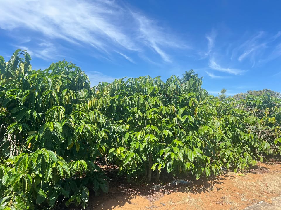 Đất nền thổ cư 10.800m² tại xã Nam Hà - Giá 3,4 tỷ - Đầu tư sinh lời ngay!