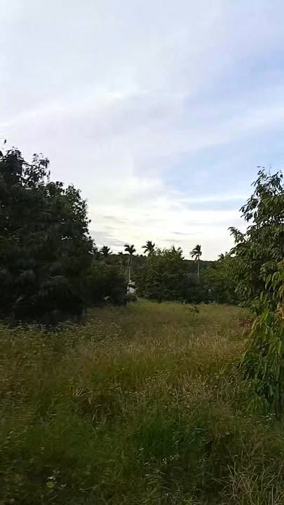 Đất nông nghiệp 1.2ha xã Ea Khal, huyện Ea H'leo, Đắk Lắk giá 5 tỷ - Cơ hội đầu tư hấp dẫn!